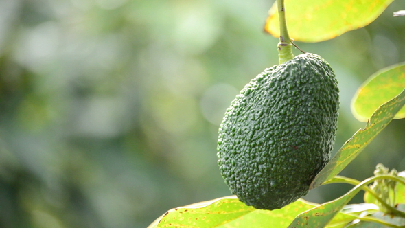 Hass Avocado Fruit in Plantation