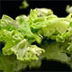 Lettuce - VideoHive Item for Sale