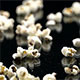 Popcorn - VideoHive Item for Sale