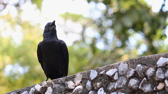 Crow on Stone Wall