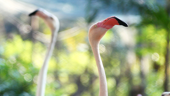 Flamingo Turning Around in Park