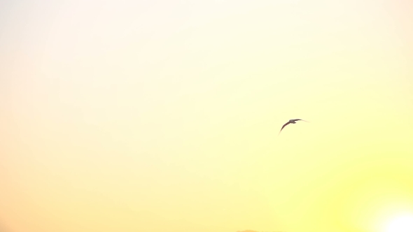Seagull Flying In The Sunset Sky