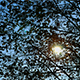The Sun Shines Through the Branches of Tree - VideoHive Item for Sale