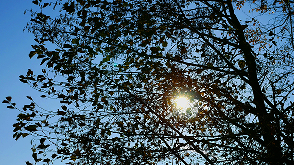 The Sun Shines Through the Branches of Tree