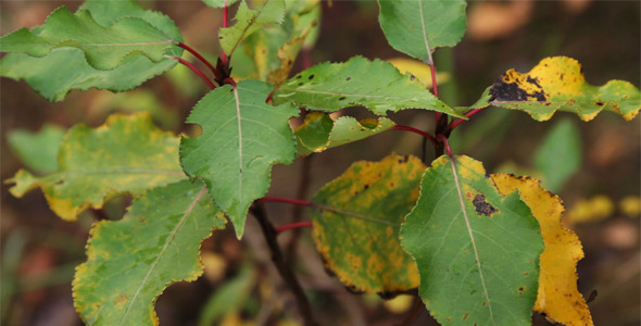 Autumn Leaves