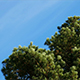 Pine Tree Against the Blue Sky and Clouds - VideoHive Item for Sale