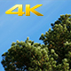 Pine Tree Against the Blue Sky and Clouds 4K - VideoHive Item for Sale