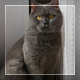 Cat On The Window - VideoHive Item for Sale