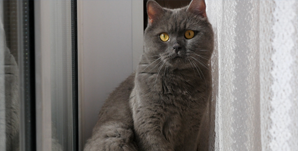 Cat On The Window