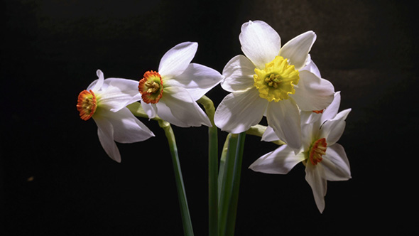 White Daffodils Open Up Their Blossoms