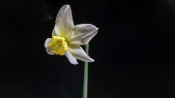 White Daffodil Open Up Their Blossoms