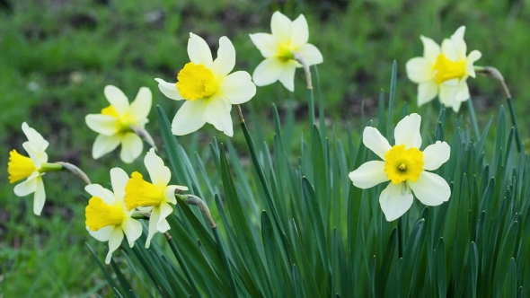 Spring Yellow Flowering Narcissuses On A Green Grass