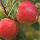 Fresh Apples On an Apple Tree 2 - VideoHive Item for Sale