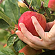 Picking a Fresh Apple from an Apple Tree - VideoHive Item for Sale