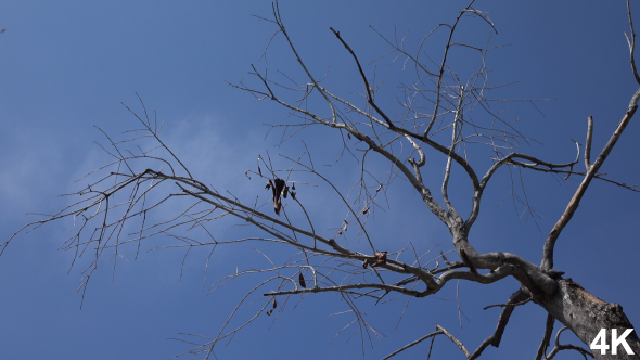 Dead Tree