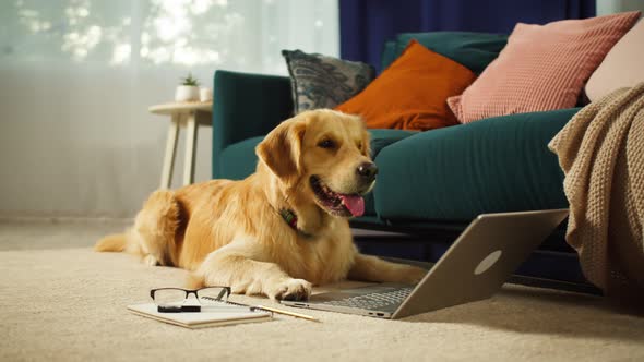 Golden Retriever Lying on Floor and Looking at Laptop Screen in Living Room