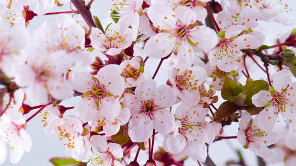 White Cherry Tree Flowers.