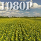 Flying over Sunflower Field - VideoHive Item for Sale