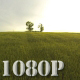 Flying over Sunset Wheat Field - VideoHive Item for Sale