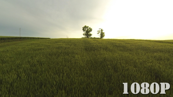 Flying over Sunset Wheat Field