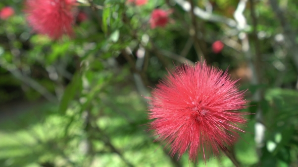 Phuket Tropic Flower.