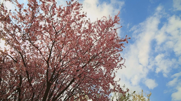 Flowering Tree  and Cloudy Blue Sky