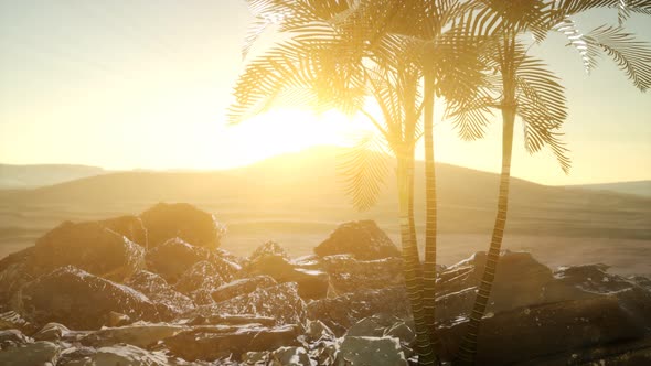 Palms in Desert at Sunset