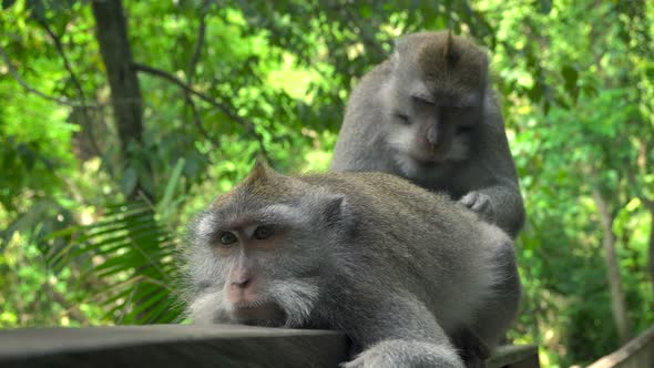 Macaques Resting and Grooming in a Park