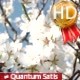 Honey Bees Pollinate Blooming Orchard - VideoHive Item for Sale