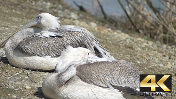Two Pelicans Resting