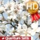 Early Spring Flowers and Bees - VideoHive Item for Sale