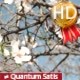 First Signs of Spring, Blossoming Tree - VideoHive Item for Sale