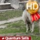 Sheep on a Green Lawn - VideoHive Item for Sale