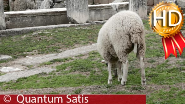 Sheep on a Green Lawn