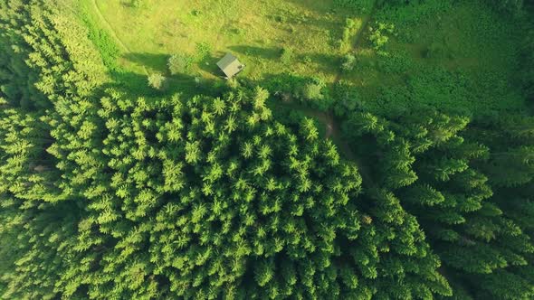 Aerial Overhead Pine Forest