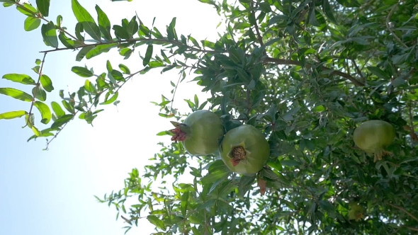 Pomegranate Tree With Green Fruit