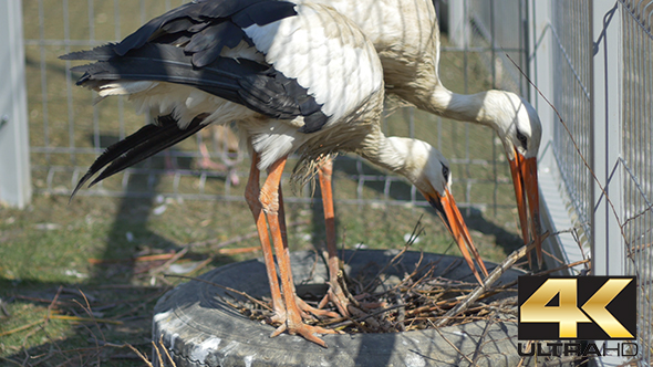 Storks in Captivity