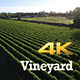 Vineyard - VideoHive Item for Sale