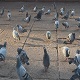 Pidgeons in Street - VideoHive Item for Sale