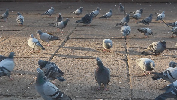 Pidgeons in Street