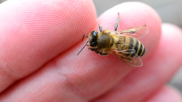 Worker Bee On Human Finger
