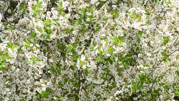 Cerasus Avium. White Cherry Tree Blossom Fills The Frame