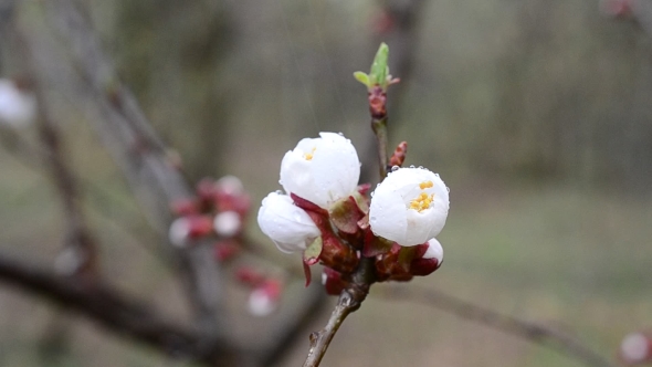 Apricot Tree Flower Stirred By Wind In Spring