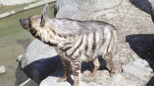 Hyena Standing And Looking To Camera