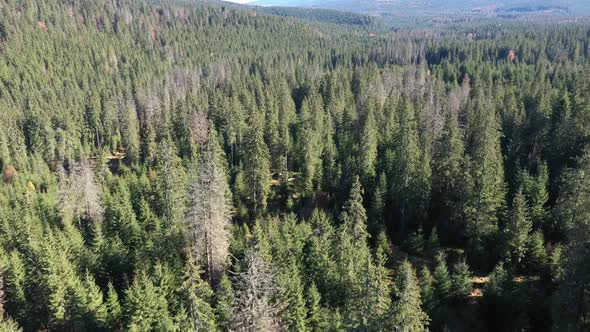 Flying Over Pine Tree Forest. Aerial View of Wild Evergreen Wood