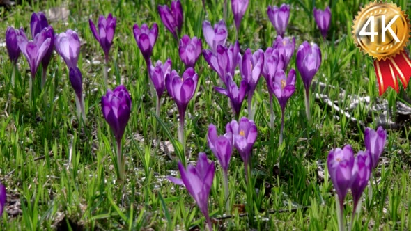 Field of Crocus Flower on Spring Sunny Day