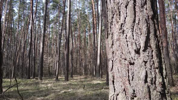 Trees in a Pine Forest During the Day Aerial View