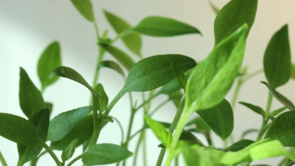 Sun Beams on Plant