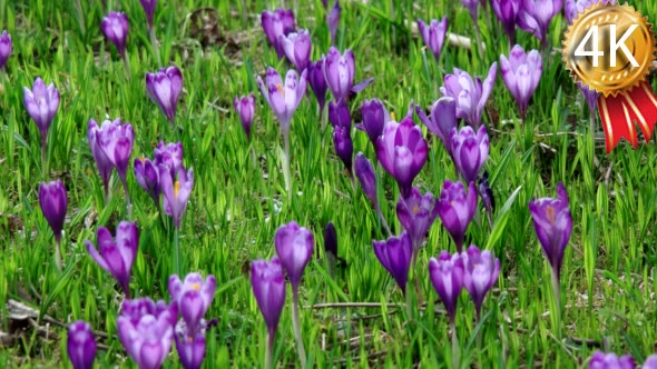 Crocus is a Genus of Flowering Plants in the Iris