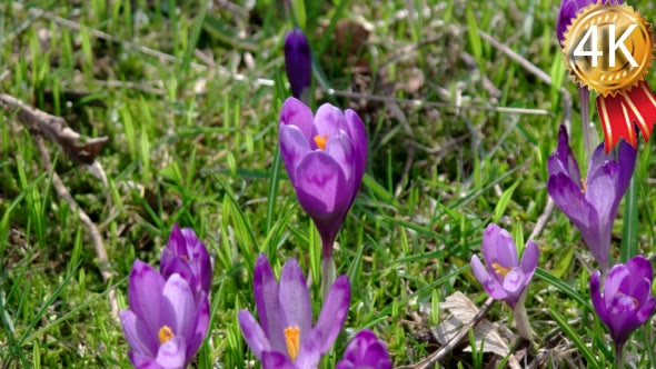 Beautiful Violet Crocus Flowers in the Garden.